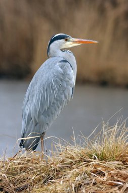 Kışın donmuş bir göletin kıyısındaki gri balıkçıl (Ardea cinerea)