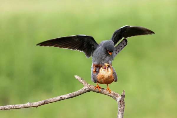 赤足の鷹 Falco Vespertinus 以前は赤足の鷹が枝で交尾していた 緑の背景と交尾する小さな鷹 — ストック写真