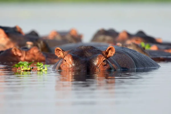 Hipopopotam Pospolity Hipopotam Amphibius Lub Hipopotam Grupa Hipopotamów Wodzie Obok — Zdjęcie stockowe