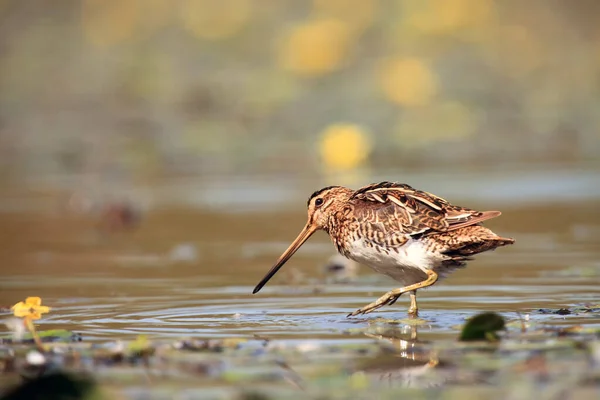 Snipe Comum Gallinago Gallinago Para Limpar Margens Uma Lagoa Rasa — Fotografia de Stock