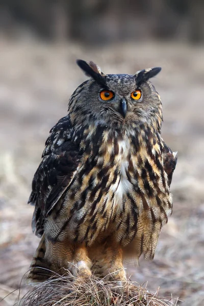 Euroasijský Orel Sova Bubo Bubo Sedí Zemi Místě Trávy Pozdním — Stock fotografie