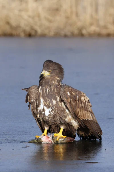 White Tailed Eagle Haliaeetus Albicilla Also Eagle Rain Sea Gray — Stock Photo, Image