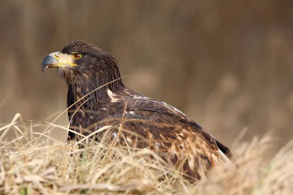 Águila Cola Blanca Haliaeetus Albicilla También Como Águila Lluvia Águila — Foto de Stock