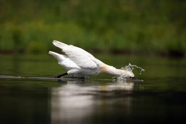 Der Eurasische Löffler Platalea Leucorodia Fischt Der Flachen Lagune Nach — Stockfoto