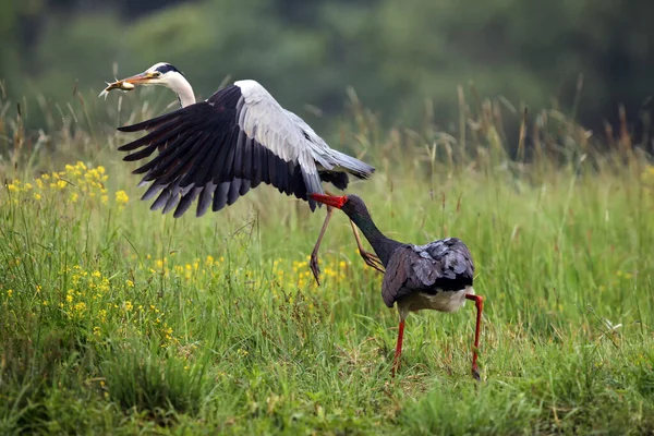 Cigüeña Negra Ciconia Nigra Garza Gris Ardea Cinerea Pelean Por —  Fotos de Stock