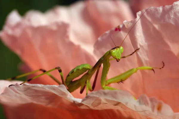 Mantis Família Sphondromantis Spondromantis Viridis Espreita Flor Rosa Leaf Sphodromantis — Fotografia de Stock