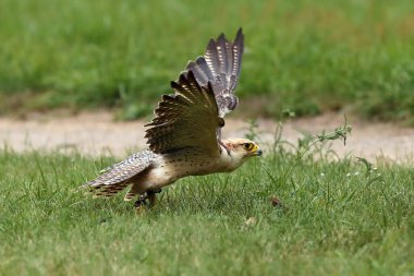 The lanner falcon (Falco biarmicus) flies away from the grass. Falconry-guided bird of prey. clipart