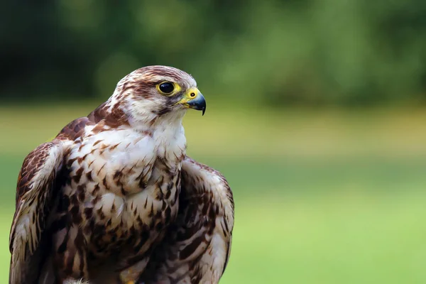 Saker Falken Falco Cherrug Porträtt Porträtt Stor Falk Med Grön — Stockfoto