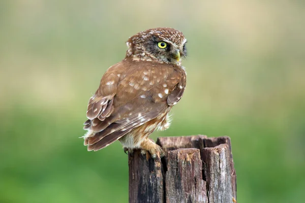 Die Kleine Eule Athene Noctua Auf Dem Spiel Mit Grünem — Stockfoto