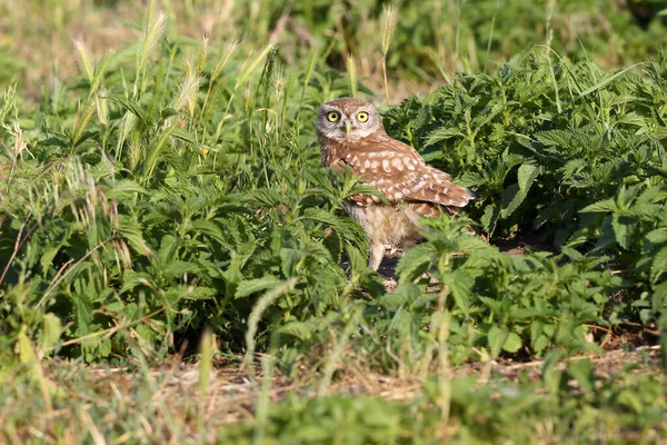 Kis Bagoly Athene Noctua Földön Csalán — Stock Fotó