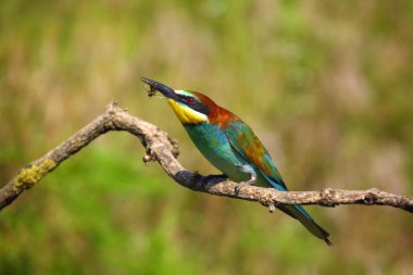 Avrupa arı yiyici (Merops apiaster) ince bir dal üzerinde gagasında bir arı ile oturuyor