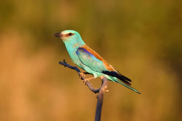 Европейский Роллер Coracias Garrulus Сидящий Ветке Закате Солнца Желтом Фоне — стоковое фото