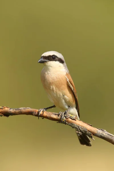 Red Backed Shrike Lanius Collurio Sits Branch Green Background Small — Stock Photo, Image