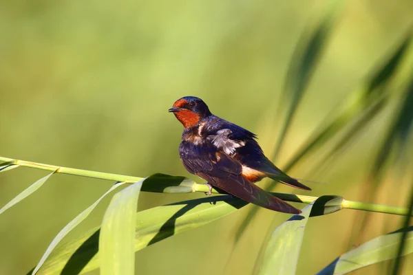 Die Scheunenschwalbe Hirundo Rustica Sitzt Auf Einem Schilf Mit Grünem — Stockfoto