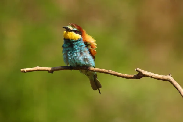 Evropský Včelí Žrout Merops Apiaster Sedí Tenké Větvičce Evropský Včelí — Stock fotografie