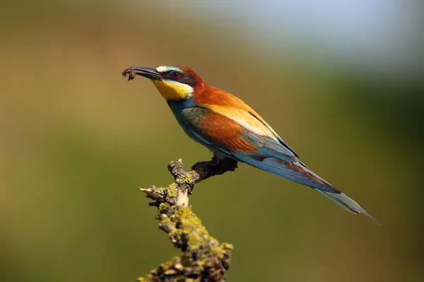 European Bee Eater Merops Apiaster Sitting Thin Twig Bee Its — Stock Photo, Image