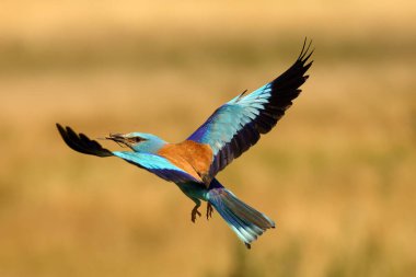 Avrupa silindiri (Coracias garrulus) sarı bir arka planla kuru çayırların üzerinde uçar. Uçuşta gagasında av olan mavi silindir..