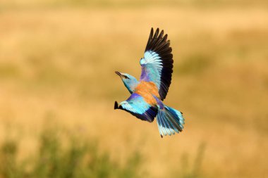 Avrupalı patenci (Coracias garrulus) kuru çayırların üzerinde sarı otlarla uçar. Gagasında av olan büyük mavi bir kuş sarı arka planda uçar..