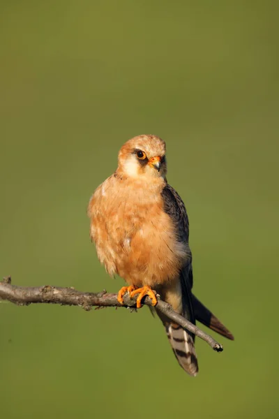 Falco Vespertinus 배경을 나뭇가지에 — 스톡 사진