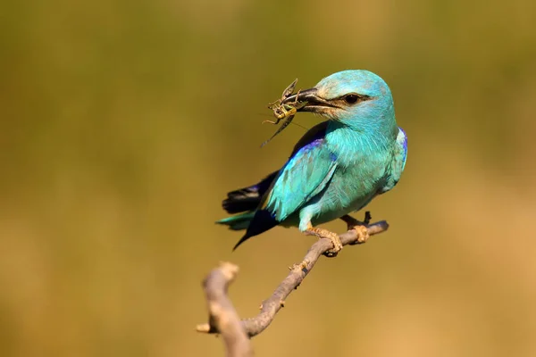 European Roller Coracias Garrulus Sitting Branch Its Beak Locust Portrait — Stock Photo, Image