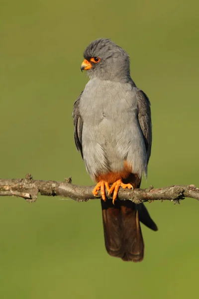 Kırmızı Ayaklı Şahin Falco Vespertinus Eskiden Kırmızı Ayaklı Şahin Yeşil — Stok fotoğraf