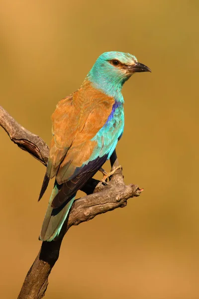 Rodillo Europeo Coracias Garrulus Sentado Rama Seca Hermoso Pájaro Azul — Foto de Stock