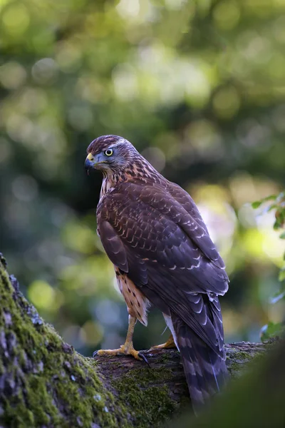The northern goshawk (Accipiter gentilis), a young female hawk with colorful background. A young hawk sits typically in the thick leaves of a tree. Bird of prey in a green tree.