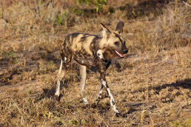 Afrika vahşi köpeği, Afrika av köpeği, veya Afrika boyalı köpeği (Lycaon pictus) çimenlerde koşar.