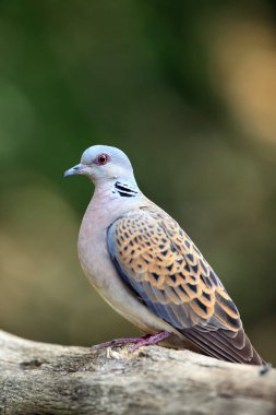 Avrupa kaplumbağa güvercini (Streptopelia turtur), yeşil arka planlı dalda oturmaktadır. Yeşil bir geçmişi olan bir dalda oturan orman kaplumbağası..