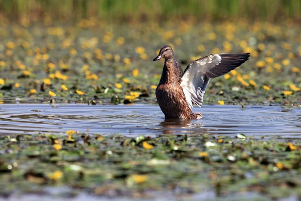 Mallard Wild Duck Anas Platyrhynchos Female Outstretched Wings Blooming Lagoon — Stock Photo, Image