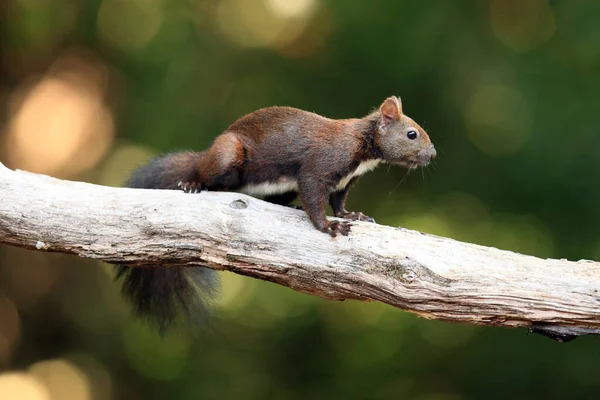 Vörös Mókus Vagy Eurázsiai Vörös Mókus Sciurus Vulgaris Ágon Mókus — Stock Fotó