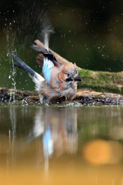 Der Eichelhäher Garrulus Glandarius Badete Einem Kleinen Teich Eichelhäher Mit — Stockfoto