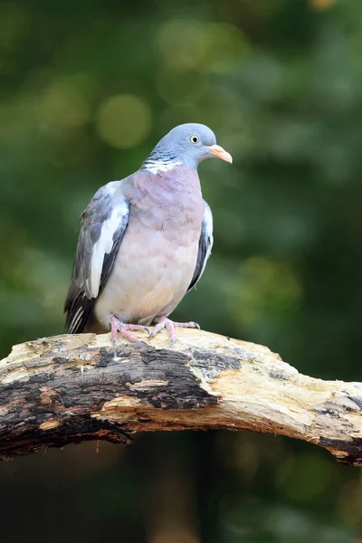 Pigeon Commun Columba Palumbus Assis Sur Branche Grand Pigeon Forestier — Photo