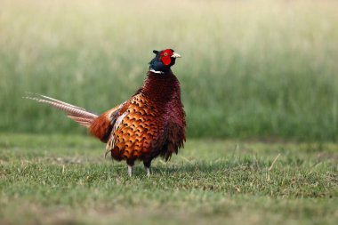 Çayırdaki yaygın sülün (Phasianus colchicus). Yeşil arkaplan ve kızıl saçlı renkli Avrupalı sülün.