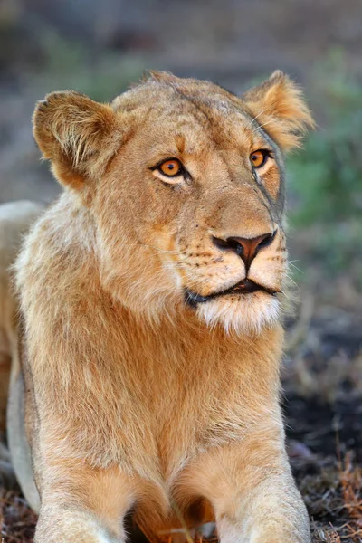 Lew Transwaalski Panthera Leo Krugeri Znany Również Jako Lew Południowoafrykański — Zdjęcie stockowe