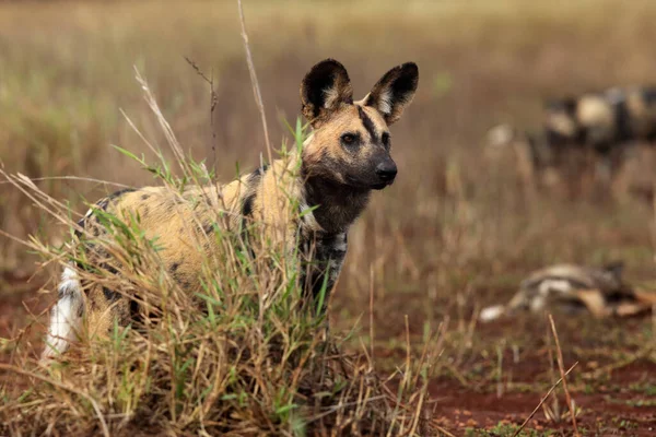 Der Afrikanische Wildhund Afrikanischer Jagdhund Oder Afrikanischer Gemalter Hund Lycaon — Stockfoto