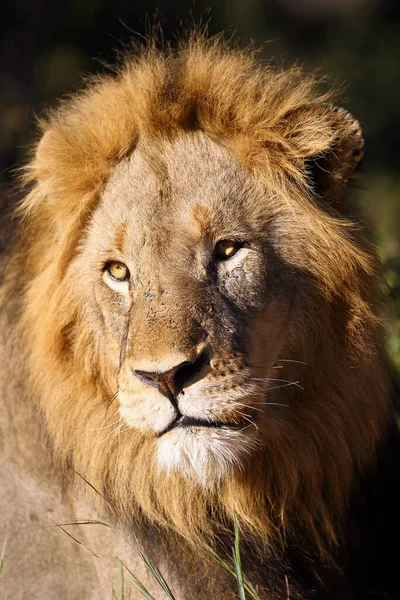 Transvaal Lion Panthera Leo Krugeri Also Known Southeast African Lion — Stock Photo, Image