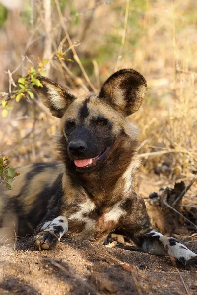 Африканская Дикая Собака Африканская Охотничья Собака Африканская Покрашенная Собака Lycaon — стоковое фото