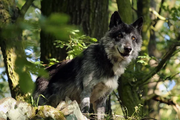 西北部的狼 Canis Lupus Occidentalis 站在森林里俯瞰岩石 金丝狼属 也被称为灰狼或木狼 — 图库照片