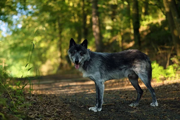 Lobo Del Noroeste Canis Lupus Occidentalis Pie Carretera Lobo Canis — Foto de Stock