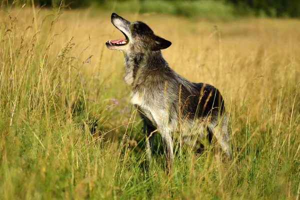 西北狼 Canis Lupus Occidentalis 站在草地上 狼一种狼 金丝雀狼 也被称为灰狼或木材狼 挥动的狼的肖像 — 图库照片