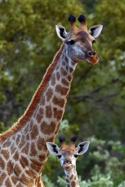 Det Sydafrikanska Giraff Eller Kapgiraffporträttet Giraffa Giraffa Giraffa Kvinnor Med — Stockfoto