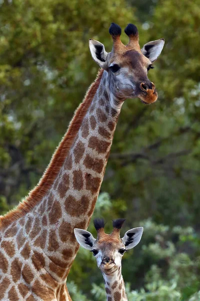 Girafe Sud Africaine Girafe Cap Girafe Girafe Girafe Portrait Femme — Photo