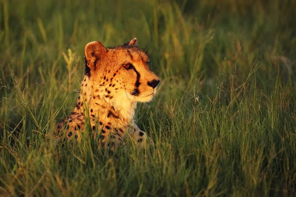 Gepárd Acinonyx Jubatus Női Portré Fekszik Naplementekor Portré Egy Gepárd — Stock Fotó