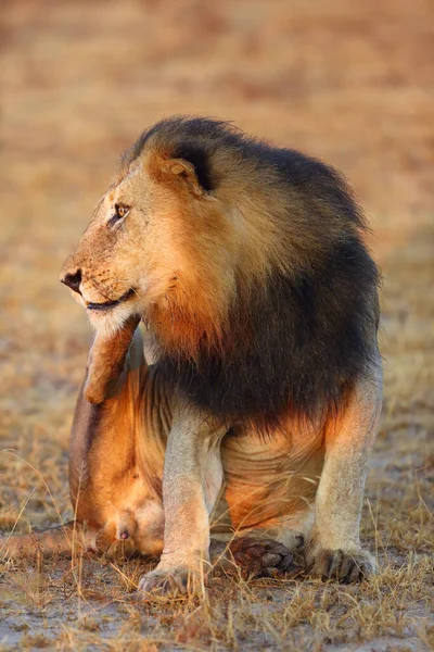 Leão Transvaal Panthera Leo Krugeri Também Conhecido Como Leão Sudeste — Fotografia de Stock