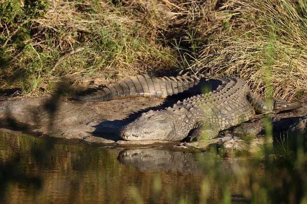 Krokodyl Nilowy Crocodylus Niloticus Brzegu Laguny Duży Krokodyl Nad Małym — Zdjęcie stockowe