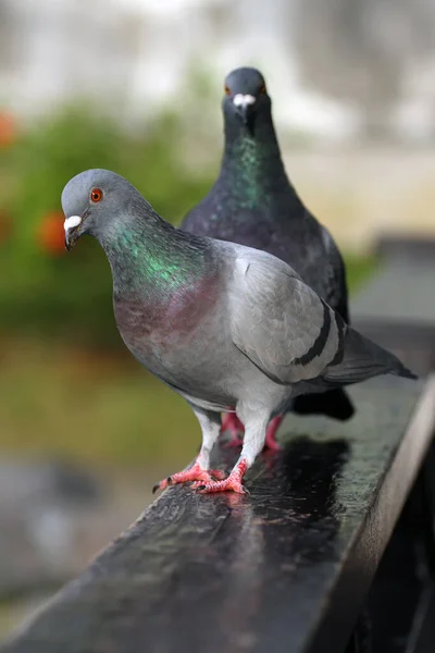 Wilde Tauben Columba Livia Domestica Auch Stadttauben Stadttauben Oder Straßentauben — Stockfoto