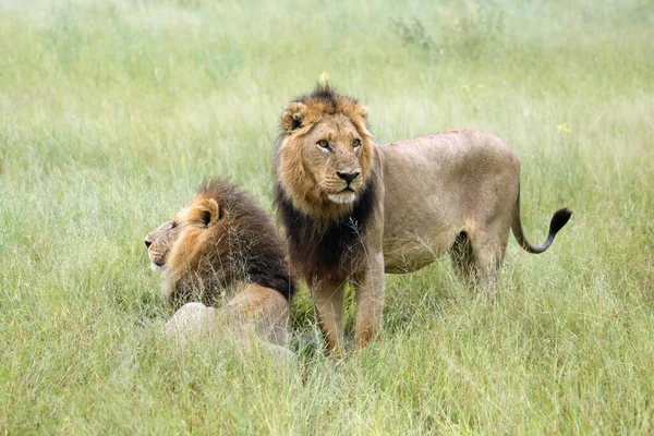 Leão Transvaal Panthera Leo Krugeri Também Conhecido Como Leão Sudeste — Fotografia de Stock