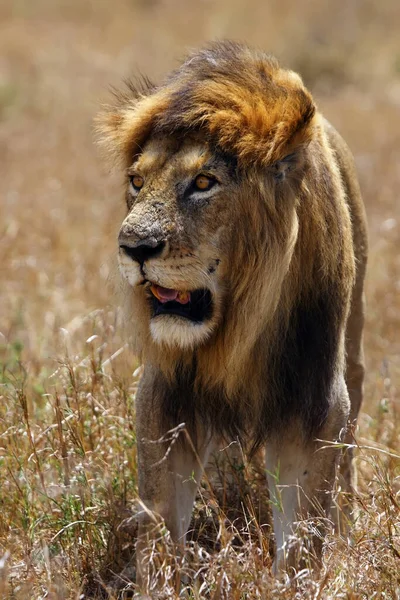 Λιοντάρι Μασάι Λιοντάρι Της Ανατολικής Αφρικής Panthera Leo Nubica Syn — Φωτογραφία Αρχείου
