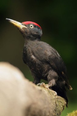 Siyah ağaçkakan (Dryocopus martius) gövdesinde karıncalarla oturmaktadır.
